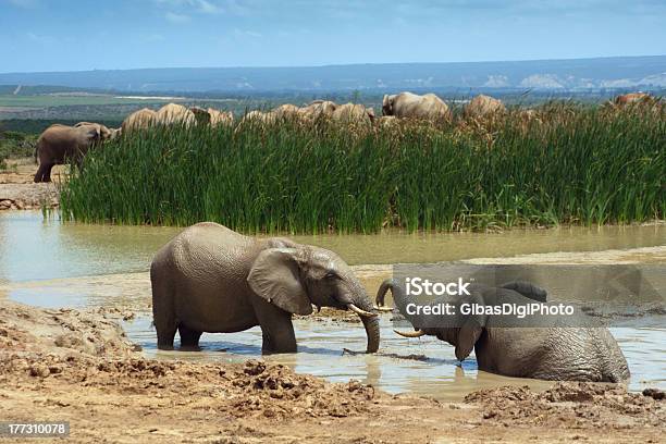 두 명의 젊은 아프리카 코끼리 네이선거리의 물 호울 갈색에 대한 스톡 사진 및 기타 이미지 - 갈색, 경관, 고여 있는 물