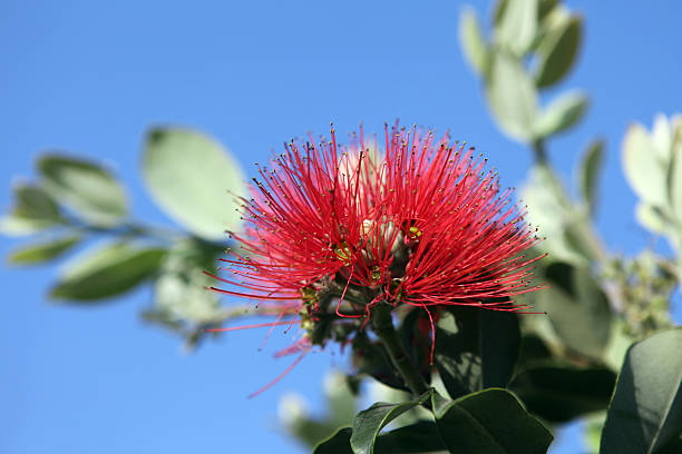 istock Pohutukawa - New Zealand Christmas tree 177310176