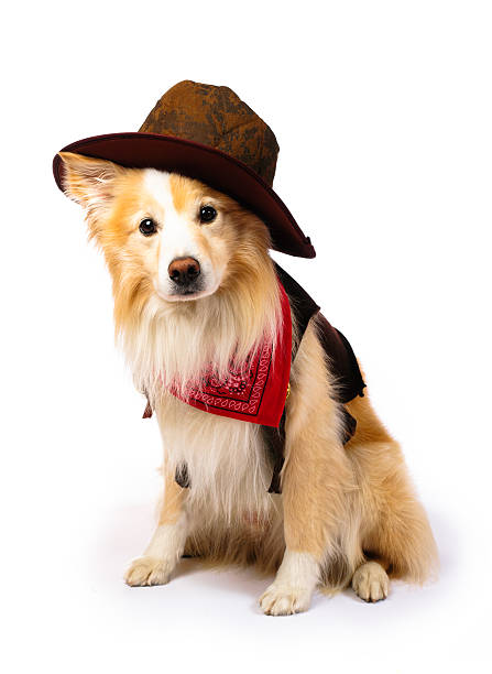 border collie cow-boy - costume de scène photos et images de collection