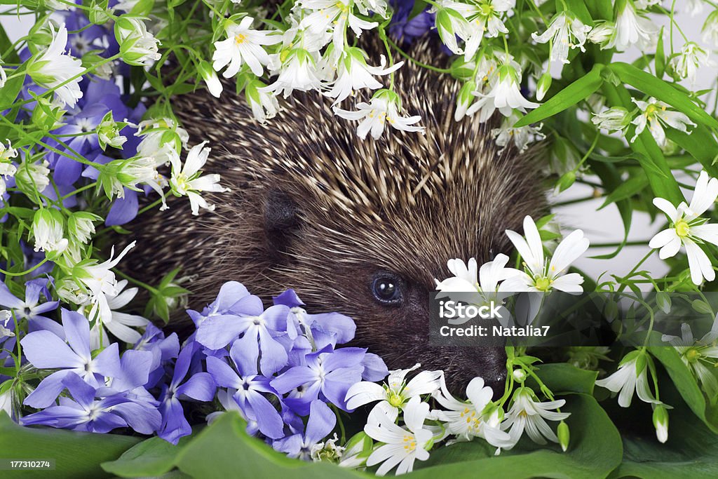 Erizo con flores silvestres - Foto de stock de Animal libre de derechos