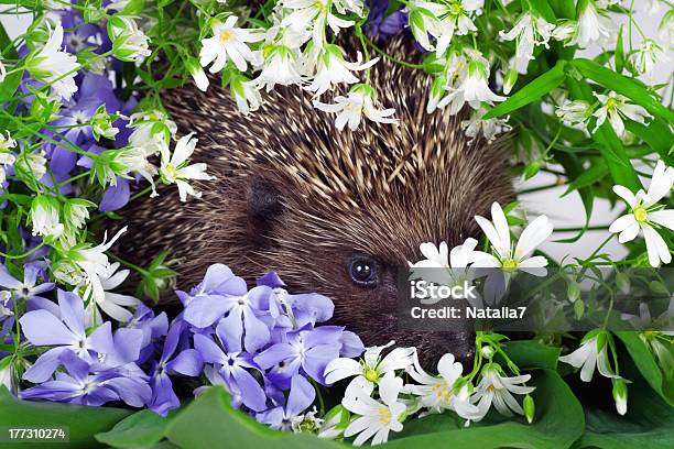 Erizo Con Flores Silvestres Foto de stock y más banco de imágenes de Animal - Animal, Animal joven, Buqué