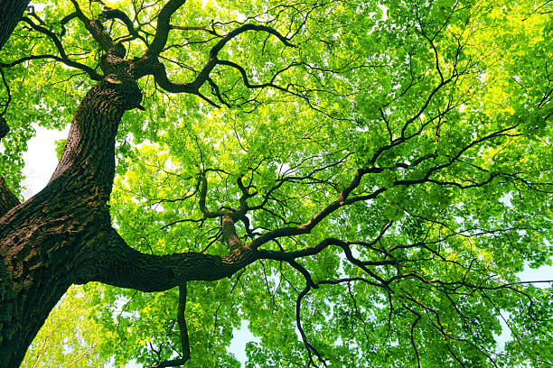 mächtigen baum mit grünen blättern - tree stock-fotos und bilder