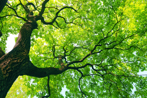 mighty tree with green leaves photo