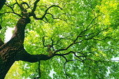 istock mighty tree with green leaves 177310390