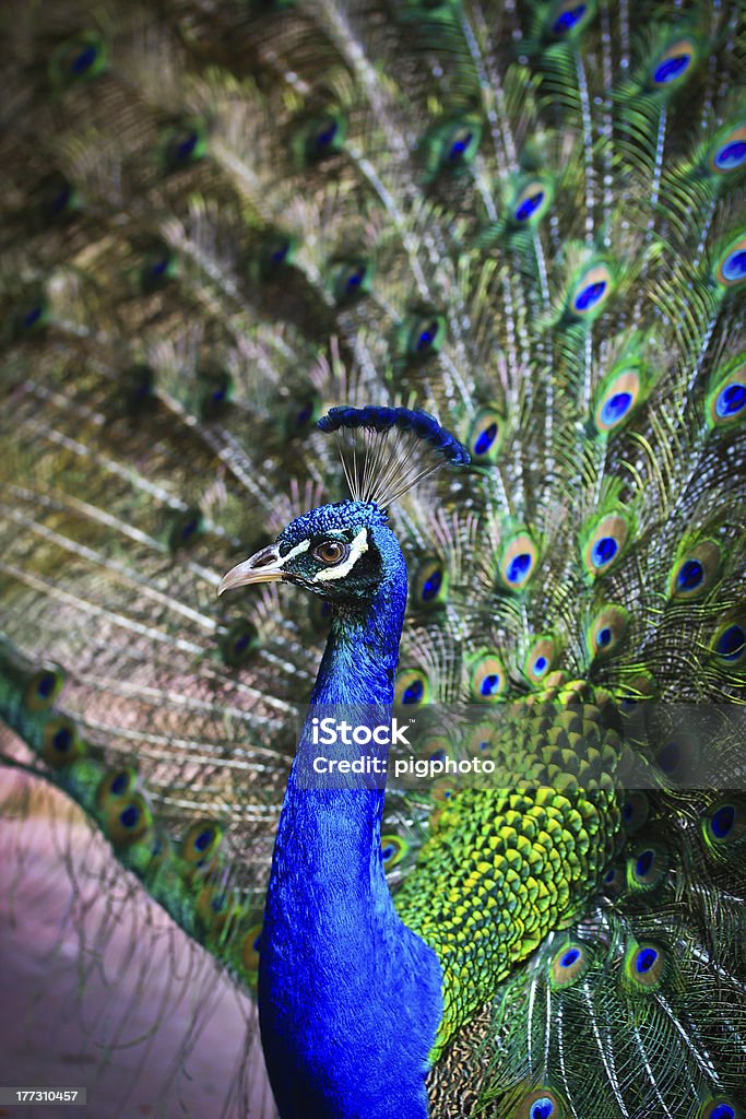 Verde Peacock - Foto de stock de Animal royalty-free