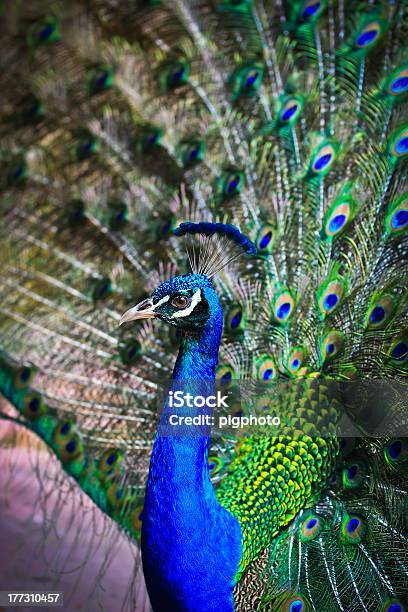 Foto de Verde Peacock e mais fotos de stock de Animal - Animal, Azul, Beleza natural - Natureza