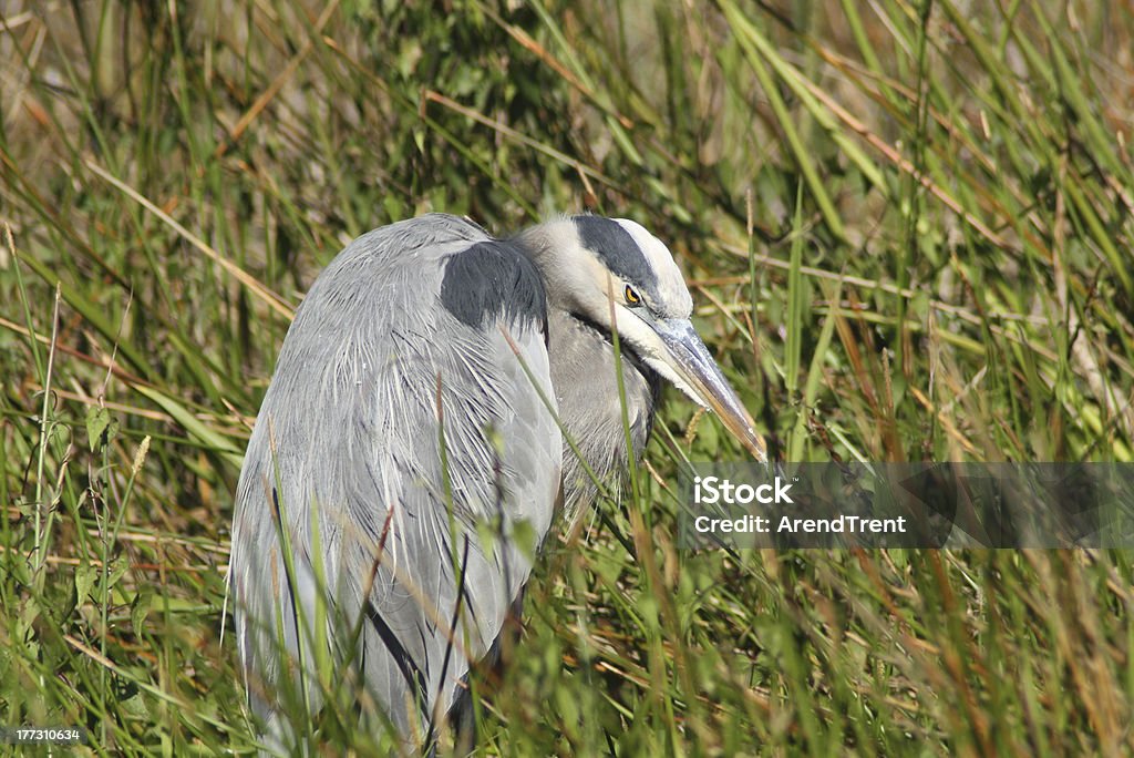 Garça-Azul-Grande - Foto de stock de Animal selvagem royalty-free