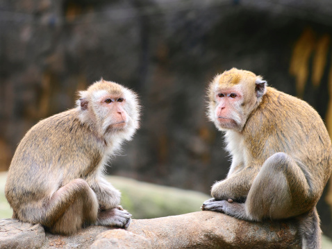 Two monkeys sit on rock