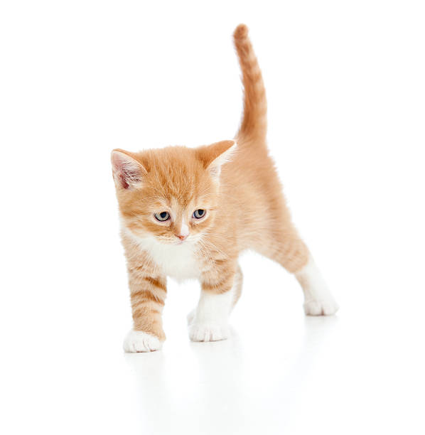 istock baby cat Scottish kitten on white background 177310818