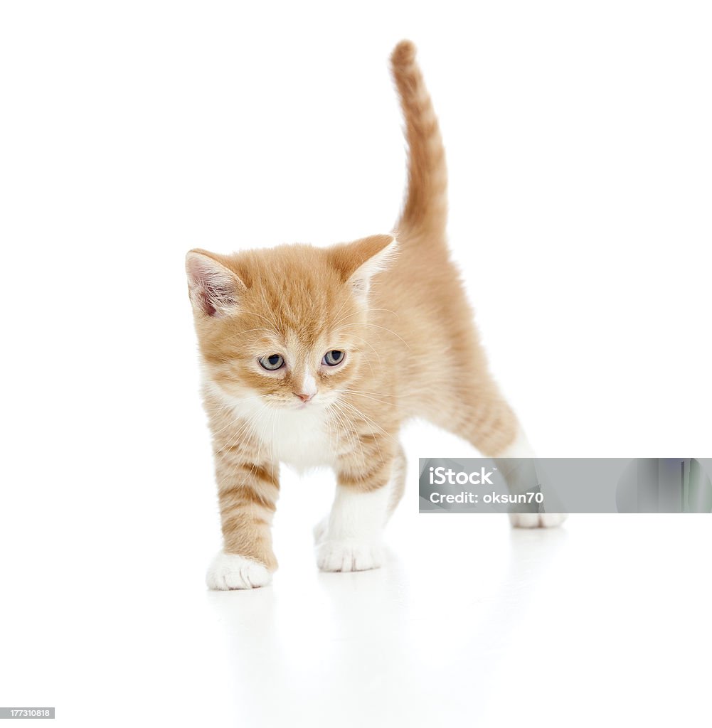 Dziecko Kot Kociak szkocki na białym tle - Zbiór zdjęć royalty-free (Czerwony)