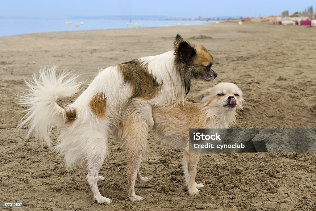 Breeding Stock Photo - Download Image Now - Animals Mating, Dog, Animal - iStock Breeding Stock Photo - Download Image Now - Animals Mating, Dog, Animal - iStock