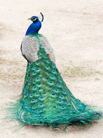 Peacock photographed from behind, showing colourful tail in the foreground and body and head in profile in the background.