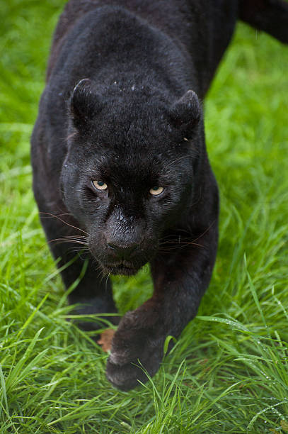 preto leopardo, panthera pardus rondar - leopard prowling black leopard undomesticated cat imagens e fotografias de stock