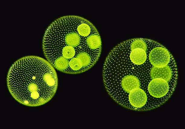 algue verte volvox aureus-fille colonies pousser à main colony - cell bacterium animal cell volvox photos et images de collection