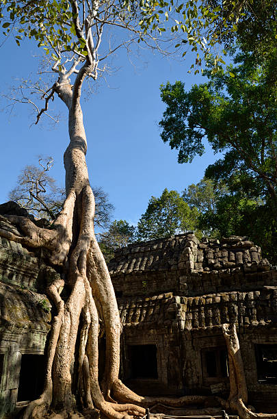 albero in crescita phrom tempio di ta - bayon phrom foto e immagini stock