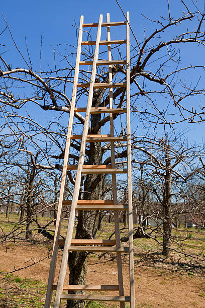istock Ladder in the orchard 177311090