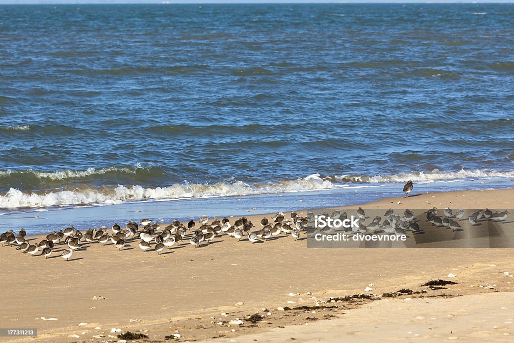 Shorebirds on a beach Sandpiper flock at a winter French seashore. Horizontal shot Animal Stock Photo