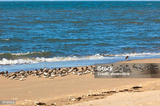 Shorebirds On A Beach Stock Photo - Download Image Now - Animal, Animal Body Part, Animal Wildlife