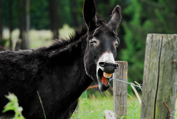 donkey standing next to fence laughing and smiling  - åsnedjur bildbanksfoton och bilder