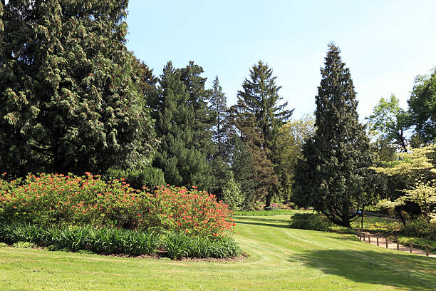istock Meadow on the Arboretum in spring 177311291