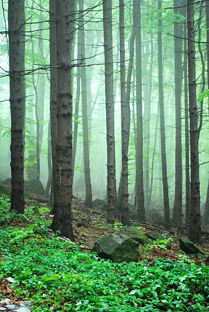 Forest in the fog stock photo