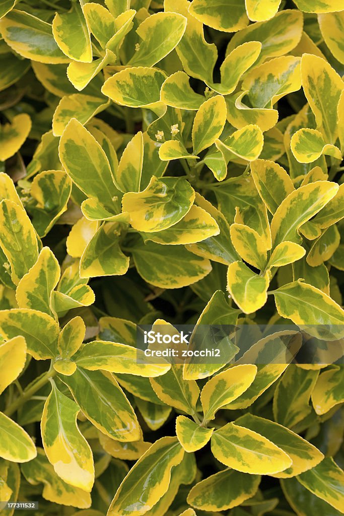 euonimus aurea - Royalty-free Amarelo Foto de stock