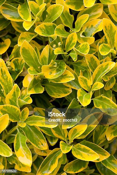 Euonimus Aurea - Fotografias de stock e mais imagens de Amarelo - Amarelo, Arbusto, Botânica - Ciência de plantas