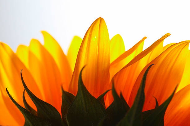 sunflower pedals stock photo