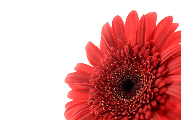 gerbera stock photo
