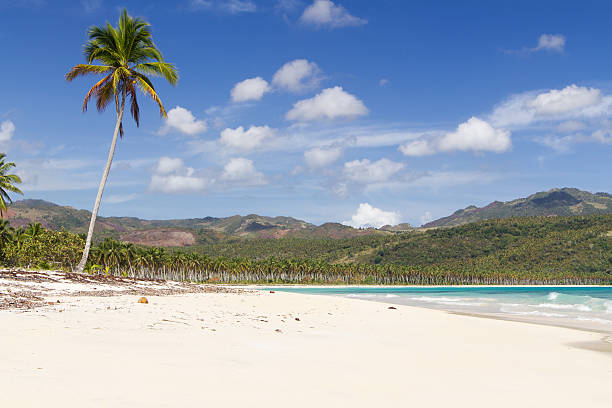 Caribbean beach with palms - Playa Rincon Tropical beach in the dominican republic - playa Rincon (Samana) playa rincón stock pictures, royalty-free photos & images