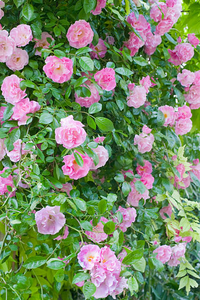 istock Rosa banksiae rosea - 177311642