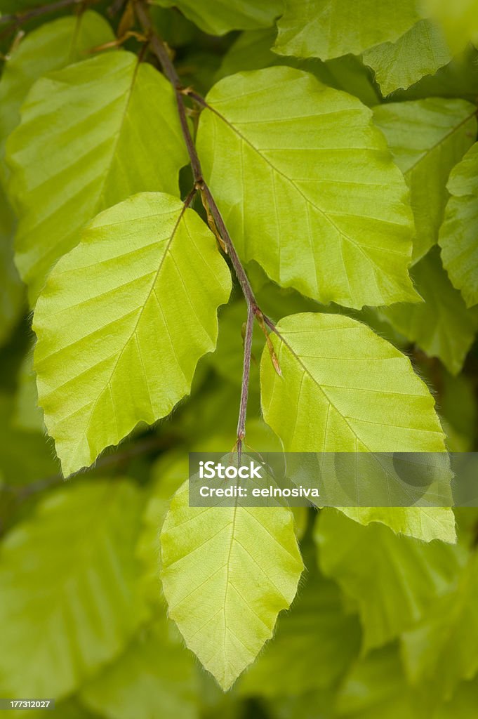 beech deja primer plano - Foto de stock de Haya libre de derechos