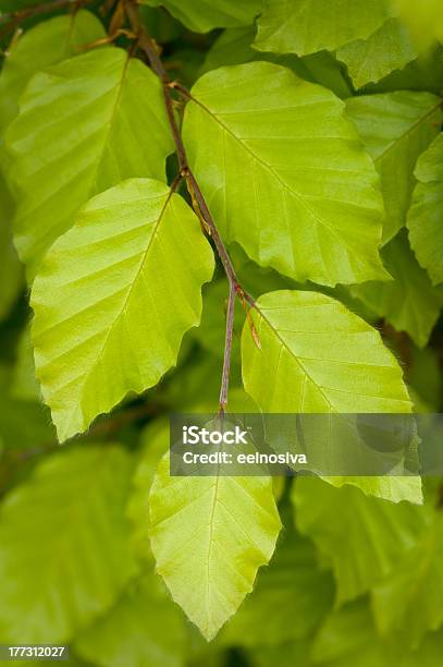 Beech Deja Primer Plano Foto de stock y más banco de imágenes de Haya - Haya, Aire libre, Belleza de la naturaleza