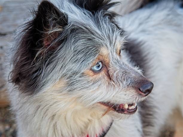 istock Mini Australian Shepherd with heterochromia 1773120665