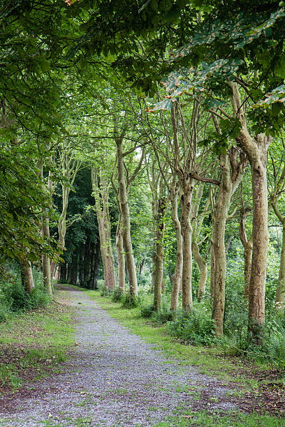 park Ścieżka – zdjęcie