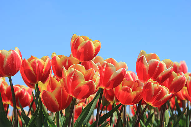 istock Red tulips with a touch of yellow 177312139