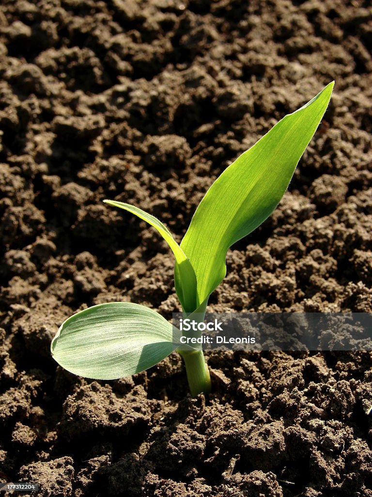 Milho jovem Planta nova - Royalty-free Agricultura Foto de stock