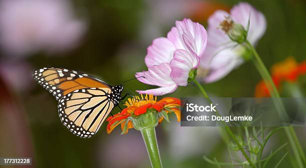 Photo libre de droit de Papillon Monarque banque d'images et plus d'images libres de droit de Beauté de la nature - Beauté de la nature, Biologie, Couleur verte