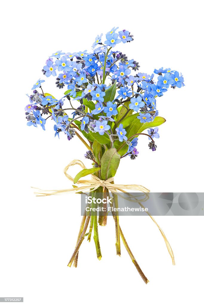 Bouquet of forget-me-nots Bouquet of blue wild forget-me-not flowers tied with bow isolated on white Arrangement Stock Photo