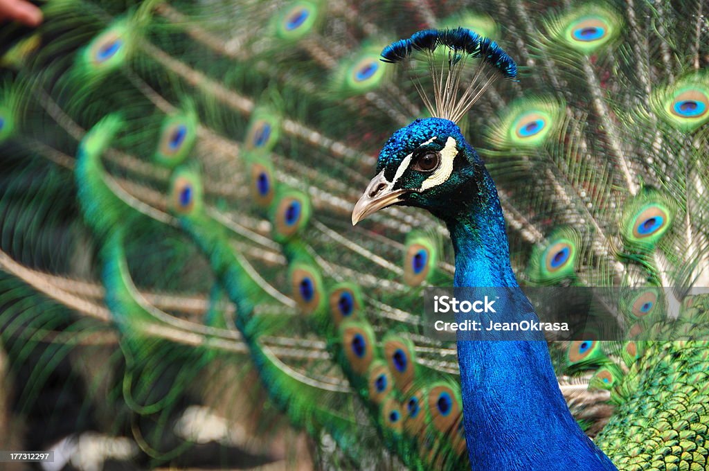 Peacock - Foto de stock de Animal royalty-free