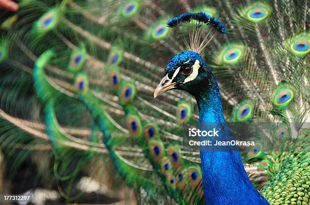 Foto de Peacock e mais fotos de stock de Animal - Animal, Azul, Cauda