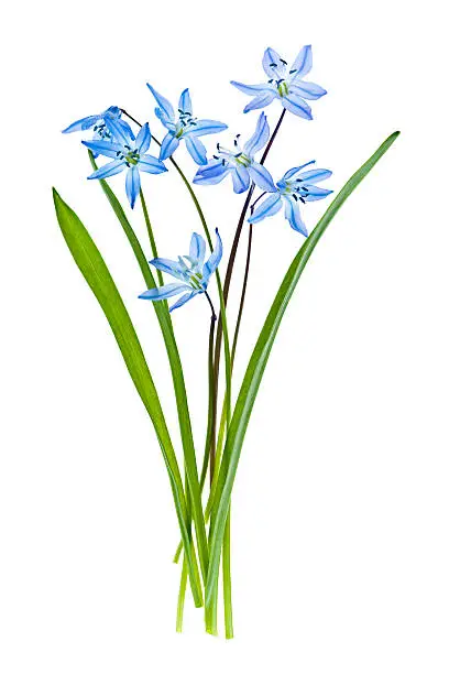 Blue early spring flowers wood squill isolated on white background