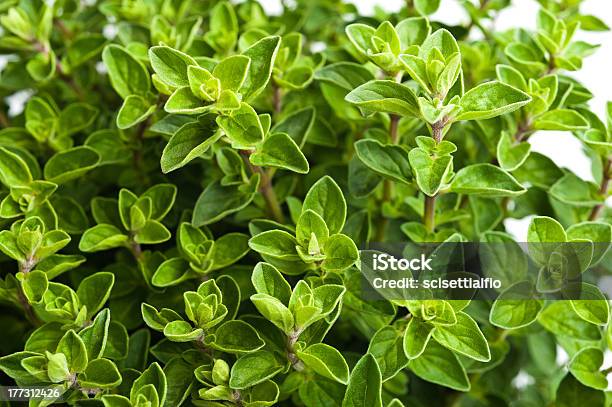 Oregano Stock Photo - Download Image Now - Agriculture, Aromatherapy, Biology
