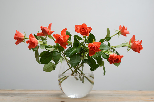beautiful roses in a glass vase on a neutral background