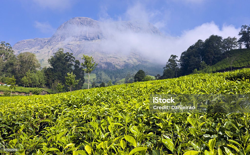 茶農園、Kannan デヴァンヒルズ、ムンナール、インドのケララ - インドのロイヤリティフリーストックフォト