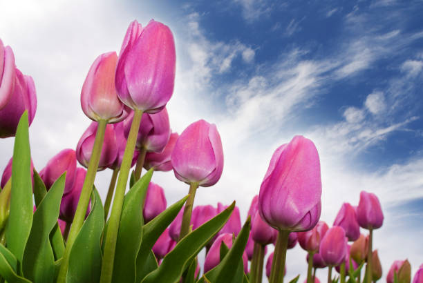 Purple tulips and blue sky. Taken in Egmond aan den Hoef, Netherlands. Low angle view and flash.