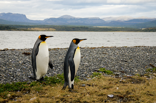Cute king penguin couple walking on the stone beach, Tierra del Fuego