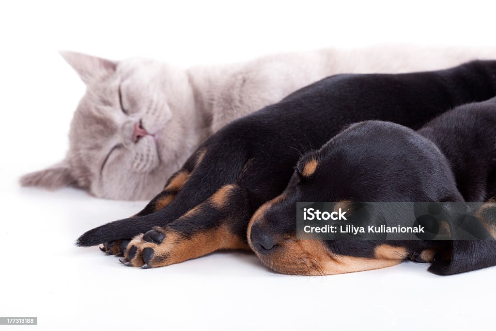 kitten and puppies British kitten rare color (lilac) and puppies dachshund with sleep Dog Stock Photo