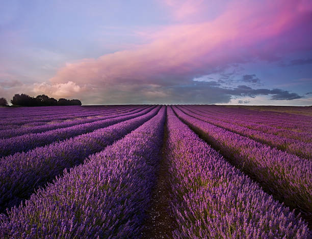 istock Stunning lavender field landscape Summer sunset 177313217