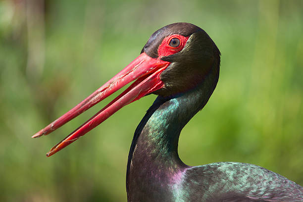 istock Portrait of a Black Stork 177313420